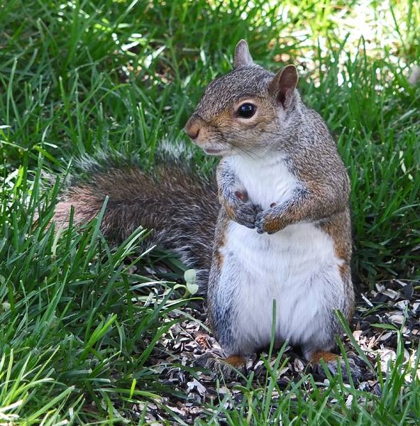 Wildlife