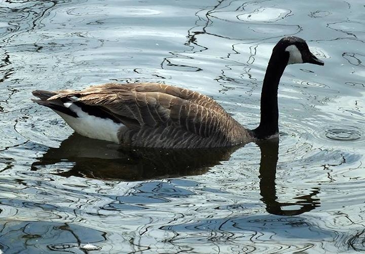Wildlife