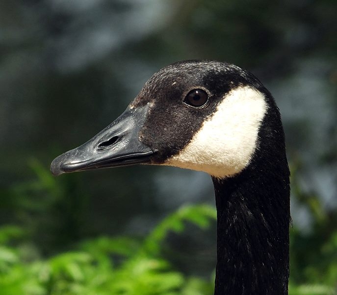 Wildlife
