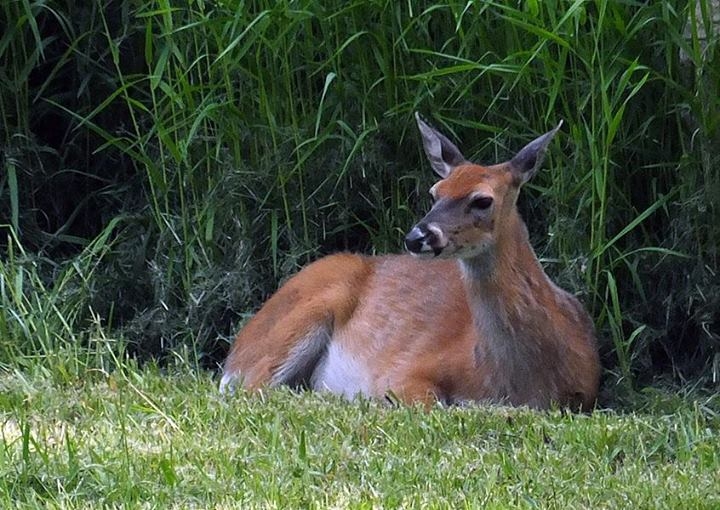 Wildlife