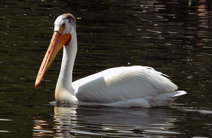 Wildlife
