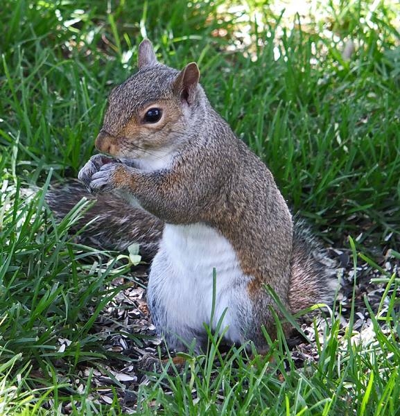Wildlife