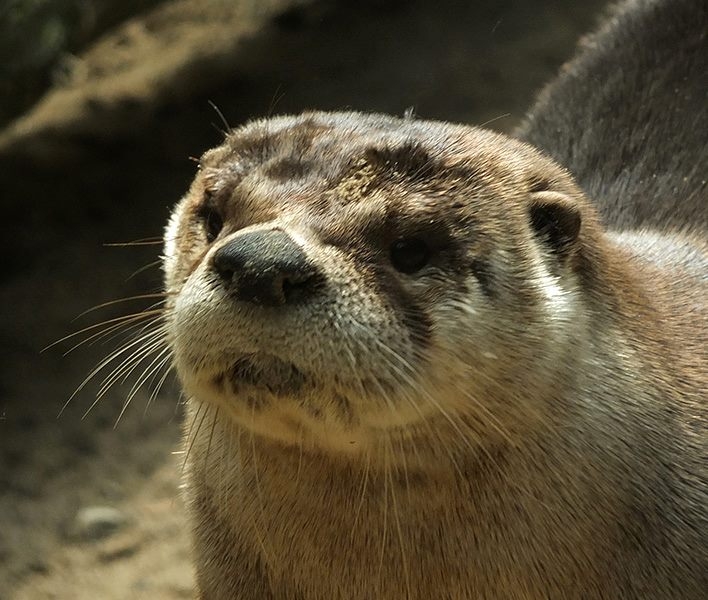 Wildlife