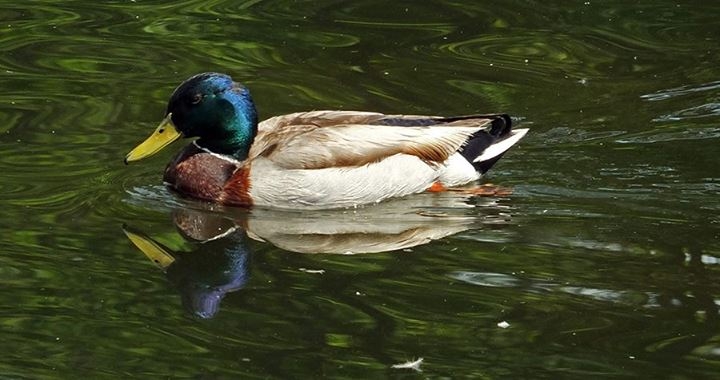 Wildlife