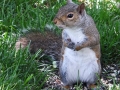 Wildlife