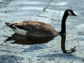 Wildlife