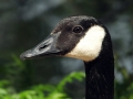 Wildlife