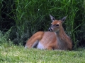 Wildlife