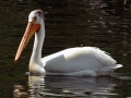 Wildlife
