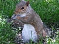 Wildlife