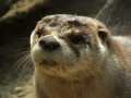 Wildlife
