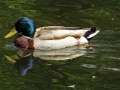 Wildlife