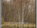 Pond Birches in Early Spring
