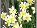 Signs of Spring – Daffodils