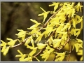 Signs of Spring – Forsythia Blossums