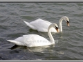 Swans in the Harbor