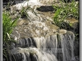 Spring Cascade - Sauk Creek Nature Preserved