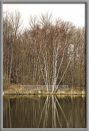 Pond Birches in Early Spring