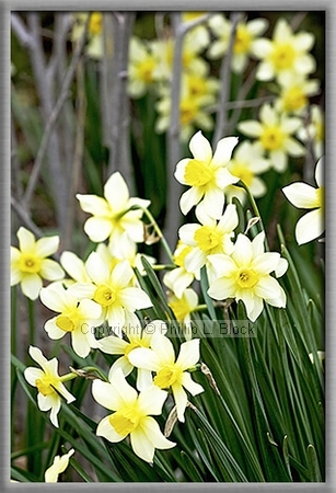 Signs of Spring – Daffodils