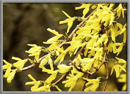 Signs of Spring – Forsythia Blossums