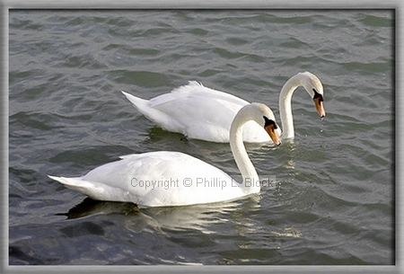 Swans in the Harbor