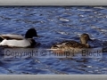 Feathered Friends - Sheboygan River