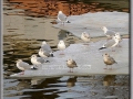 Gulls and Reflections - Two Rivers, WI
