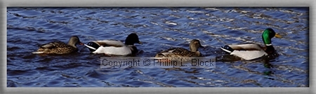 Feathered Friends - Sheboygan River