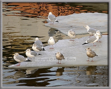 Gulls and Reflections - Two Rivers, WI