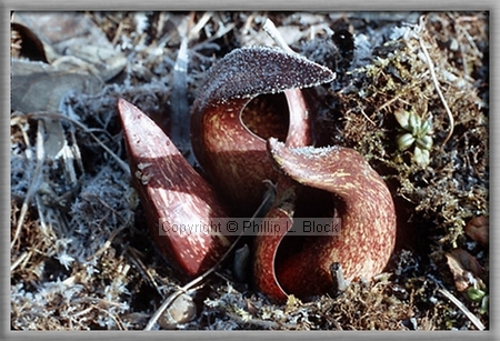 Nature's Frosted Finery