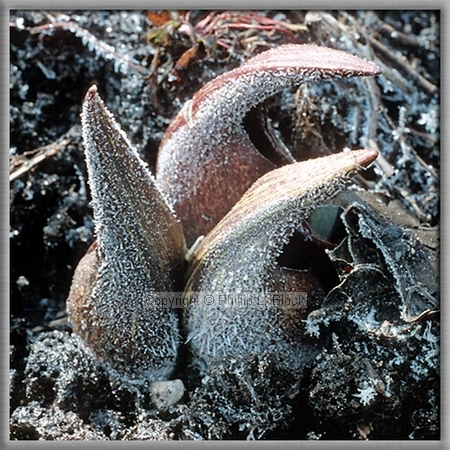 Nature's Frosted Finery