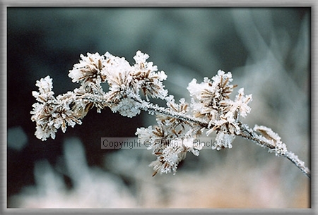 Nature's Frosted Finery