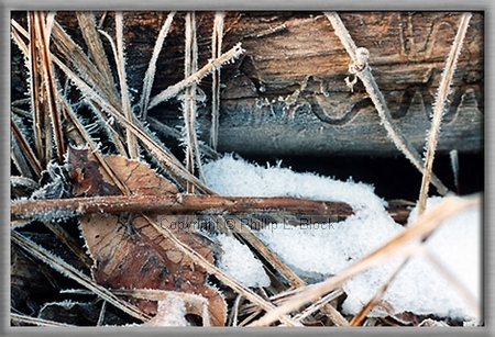 Nature's Frosted Finery