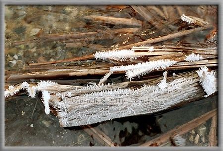 Nature's Frosted Finery