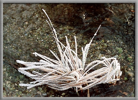 Nature's Frosted Finery