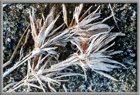 Nature's Frosted Finery