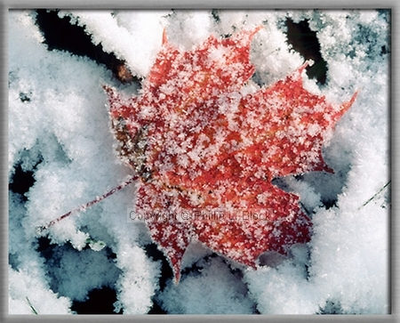 Nature's Frosted Finery
