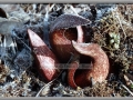 Nature's Frosted Finery