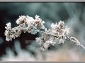 Nature's Frosted Finery