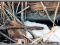 Nature's Frosted Finery