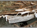Nature's Frosted Finery