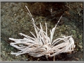 Nature's Frosted Finery