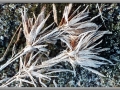 Nature's Frosted Finery