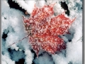 Nature's Frosted Finery