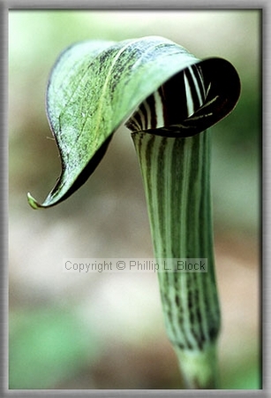 Jack-in-the-Pulpit (Arisaema Triphyllum)