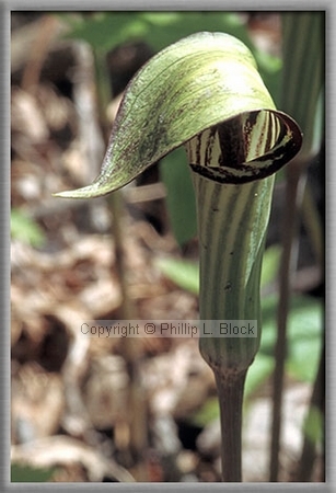 Jack-in-the-Pulpit (Arisaema Triphyllum)