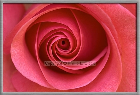 Inner Beauty - Pink Rose