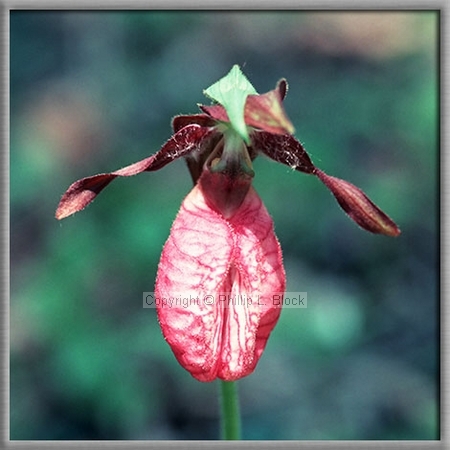 Pink Lady's Slipper (Cypipedium Acaule)