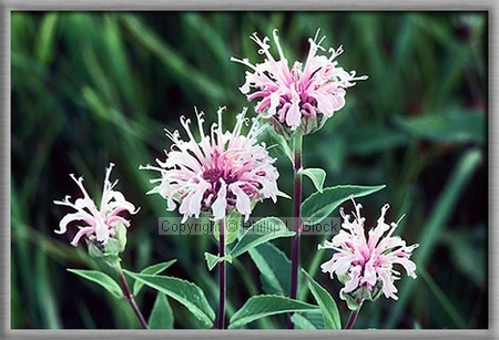 Missouri Ironweed (Veronica Missurica)