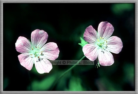 Wild Geranium (Geranium Maculatum)